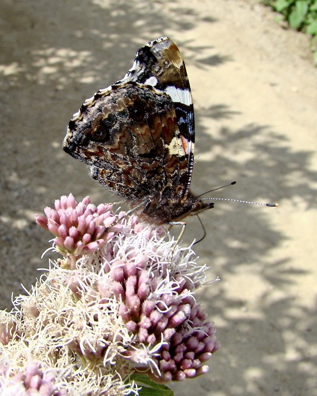 red admiral